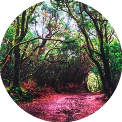 Alfombra para mesas de luz y bandejas sensoriales Bosque 62,5 cm - TickiT