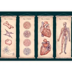 Anatomicum - Visita nuestro Museo - Impedimenta