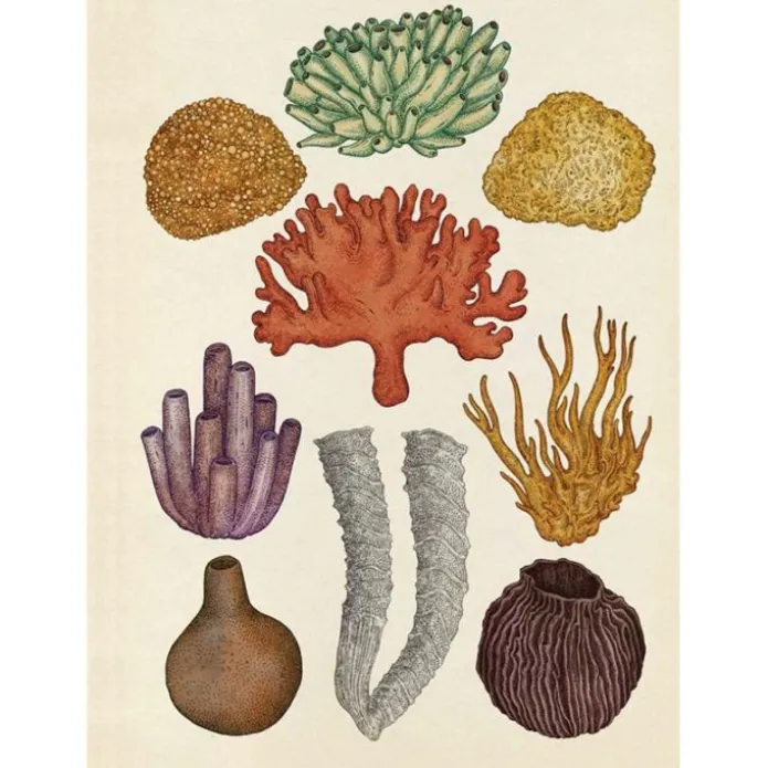 Animalium - Visita nuestro Museo - Impedimenta
