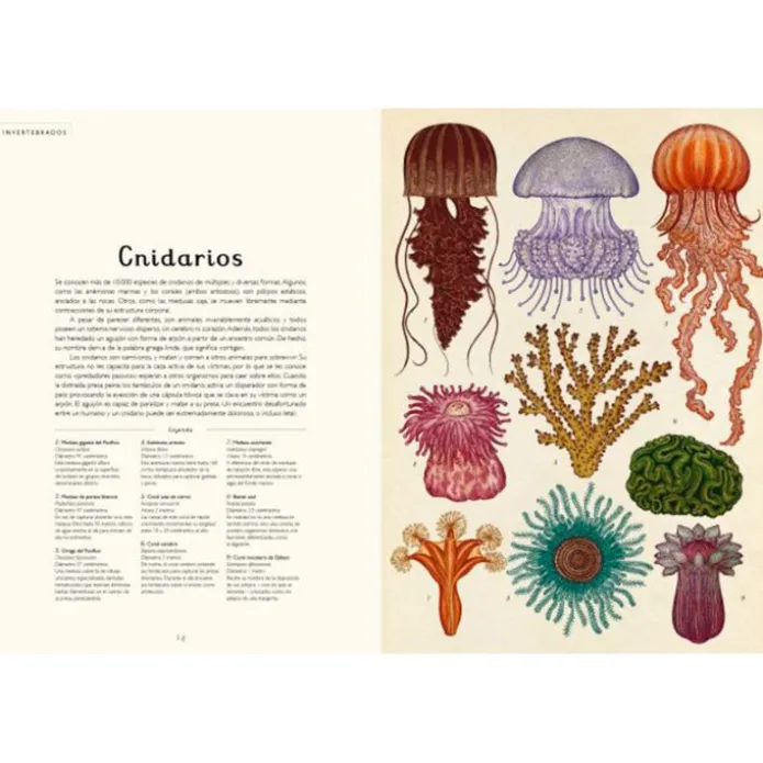 Animalium - Visita nuestro Museo - Impedimenta