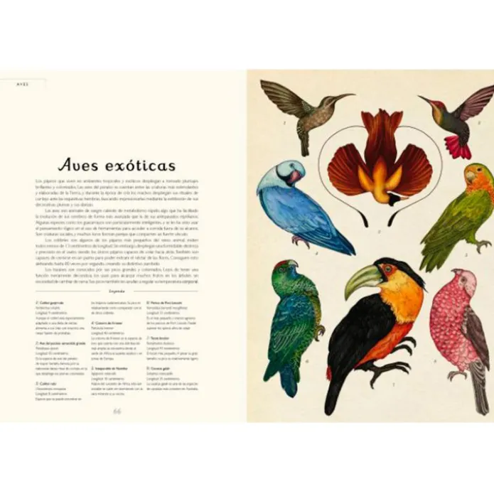 Animalium - Visita nuestro Museo - Impedimenta