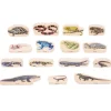 Bloques de madera Reptiles y anfibios (15) - TickiT
