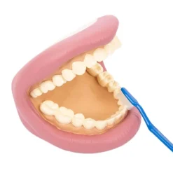Boca para cepillar los dientes - Commotion Distribution