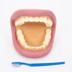 Boca para cepillar los dientes - Commotion Distribution