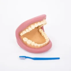 Boca para cepillar los dientes - Commotion Distribution