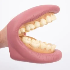 Boca para cepillar los dientes - Commotion Distribution