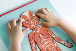 Bodymagnet: juego de anatomía - Janod