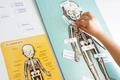 Bodymagnet: juego de anatomía - Janod