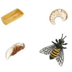 Ciclo de vida de una abeja - Safari