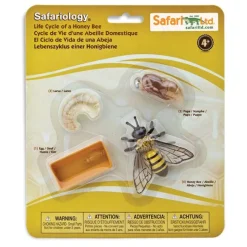 Ciclo de vida de una abeja - Safari