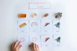 Ciclo de vida de una abeja - Safari