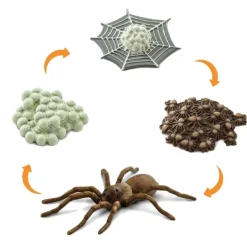 Ciclo de vida de una araña - Safari