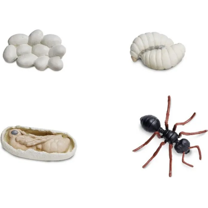 Ciclo de vida de una hormiga - Safari