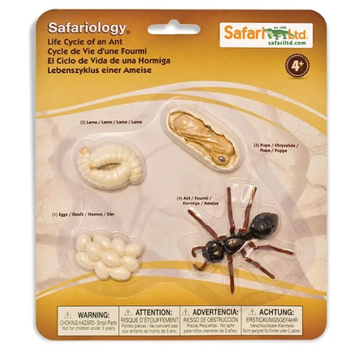Ciclo de vida de una hormiga - Safari