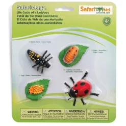 Ciclo de vida de una mariquita - Safari
