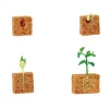 Ciclo de vida de una planta de Judía Verde - Safari