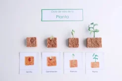 Ciclo de vida de una planta de Judía Verde - Safari