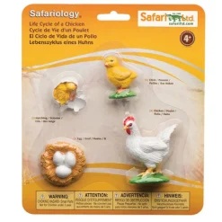 Ciclo de vida de un pollo - Safari