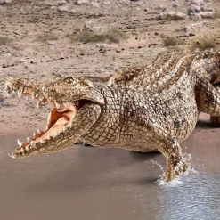 Cocodrilo - Schleich