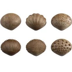 Conchas ecológicas táctiles y sensoriales (36) - EDX Education
