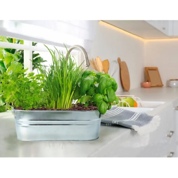 Cuenco zinc con 3 hierbas aromáticas - Green Warriors