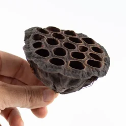 Flores de loto secas 10 cm (10) - Deukaliptus