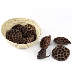 Flores de loto secas 10 cm (10) - Deukaliptus