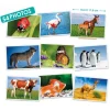 Fotografías de animales - Akros
