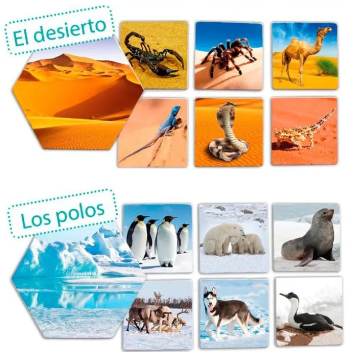 Juego de asociación: ¿Dónde viven los animales? - Akros