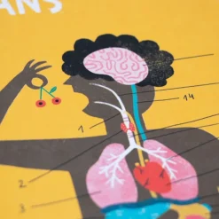 Juego Inside Me Partes del cuerpo - Londji