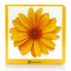 Libro de fotografías Amarillo - Nowordbooks