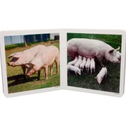 Libro de fotografías animales en familia Volumen 1 - Nowordbooks