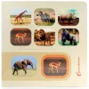 Libro de fotografías Busca y encuentra Animales salvajes - Nowordbooks