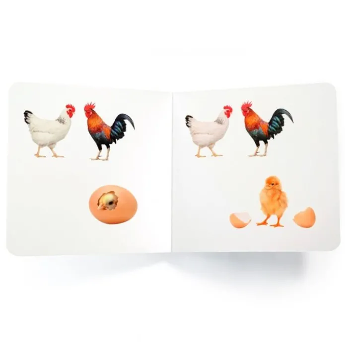 Libro de fotografías Tres pollitos secuencia - Nowordbooks