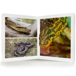 Libro grande de fotografías Animales de la Selva - Nowordbooks