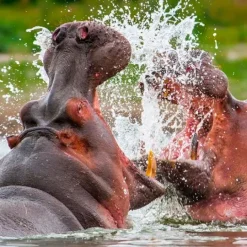 Linterna proyector de imágenes animales mortíferos - Brainstorm
