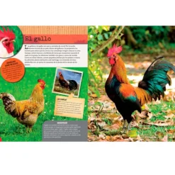 Los animales de la granja - Descubriendo el mundo - Algar