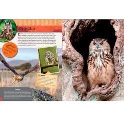 Los animales del bosque - Descubriendo el mundo - Algar