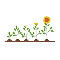 Maceteros y semillas de girasol (2) - Green Warriors