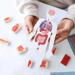 Plantilla cuerpo humano y sellos órganos y huesos - Kikkerland