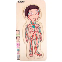 Puzle de madera anatomía masculina 5 en 1 - Beleduc