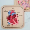 Puzle encajable de madera corazón cuerpo humano 6 piezas - Mameduka