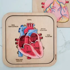 Puzle encajable de madera corazón cuerpo humano 6 piezas - Mameduka