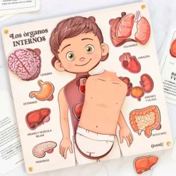 Puzle encajable de madera órganos cuerpo humano y tarjetas didácticas - Ösbru
