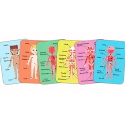Puzles magnéticos cuerpo humano con soporte y tarjetas - Hape