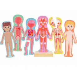 Puzles magnéticos cuerpo humano con soporte y tarjetas - Hape