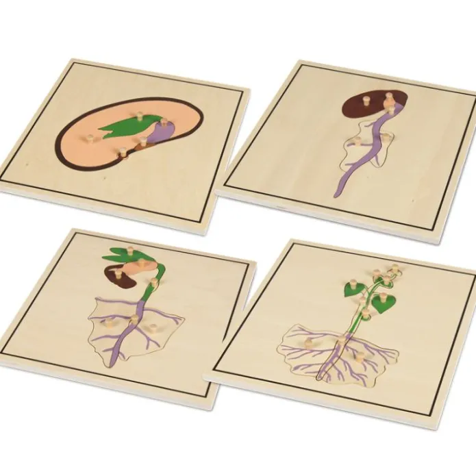 Set 4 puzles madera proceso de la semilla - Montessori