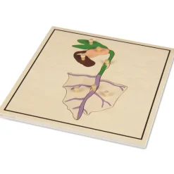 Set 4 puzles madera proceso de la semilla - Montessori