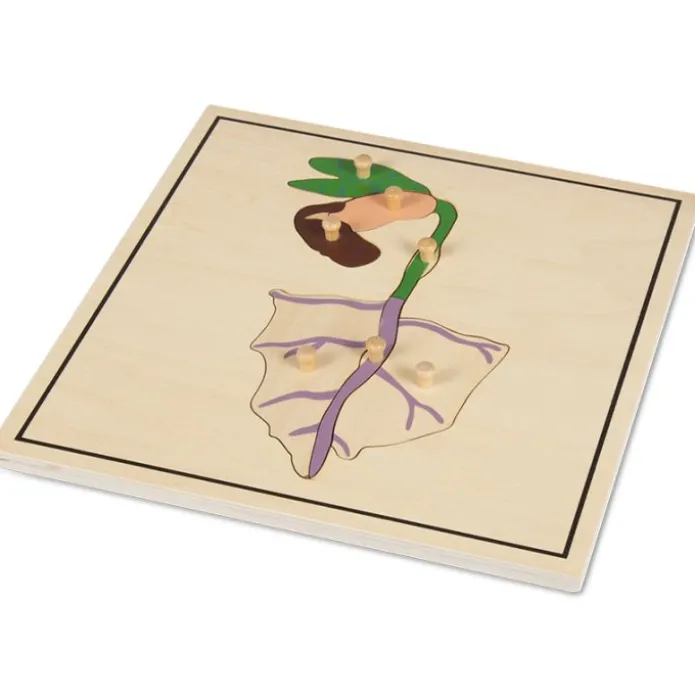 Set 4 puzles madera proceso de la semilla - Montessori