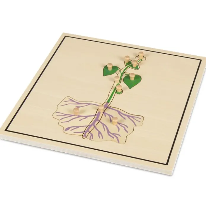 Set 4 puzles madera proceso de la semilla - Montessori